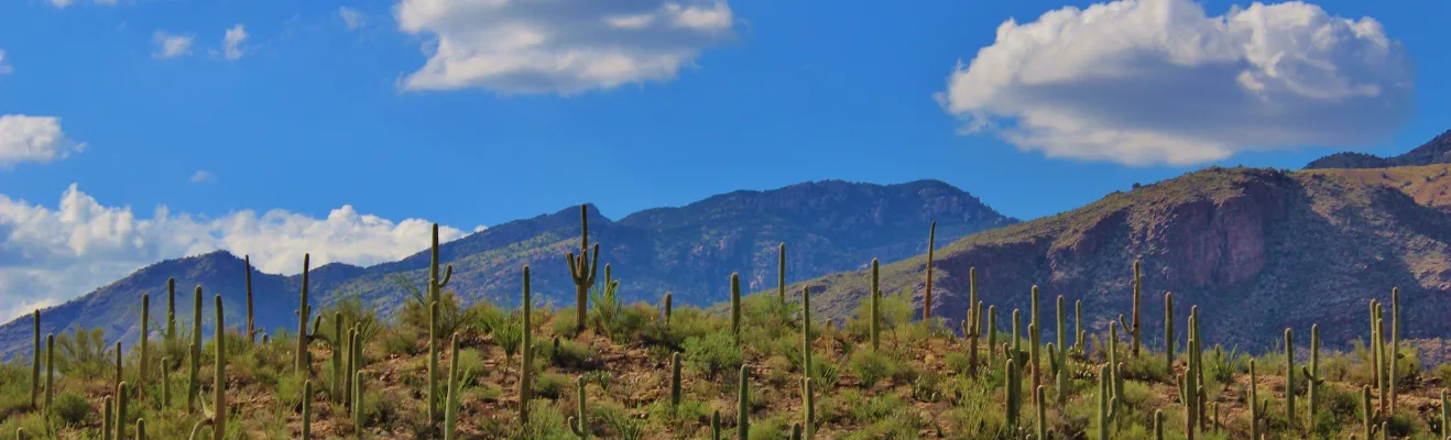SEO Services Houston